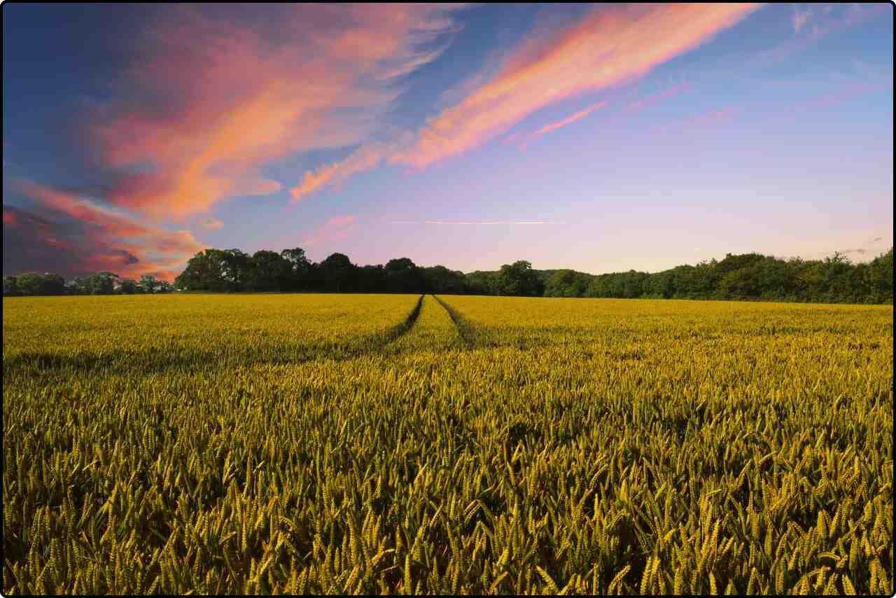 Scenic countryside farm featuring a large green field and a few scattered trees under a clear blue-brown sky.